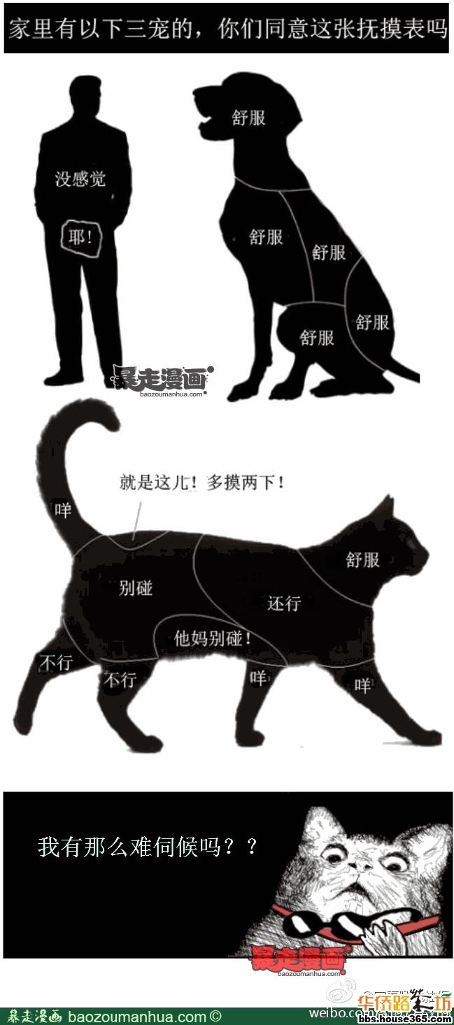 你知道猫咪和狗狗身体的哪些地方可以摸吗?